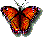 papillon.gif 5.12 Ko